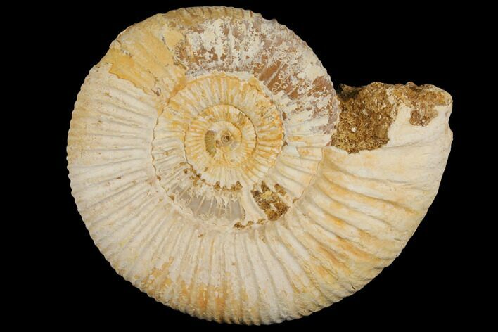 Perisphinctes Ammonite - Jurassic #100222
